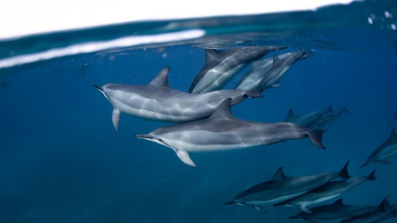 Best Dolphin Tours in Hawaii