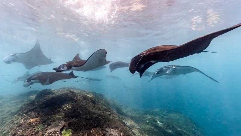 Big Island Manta Ray Night Snorkel