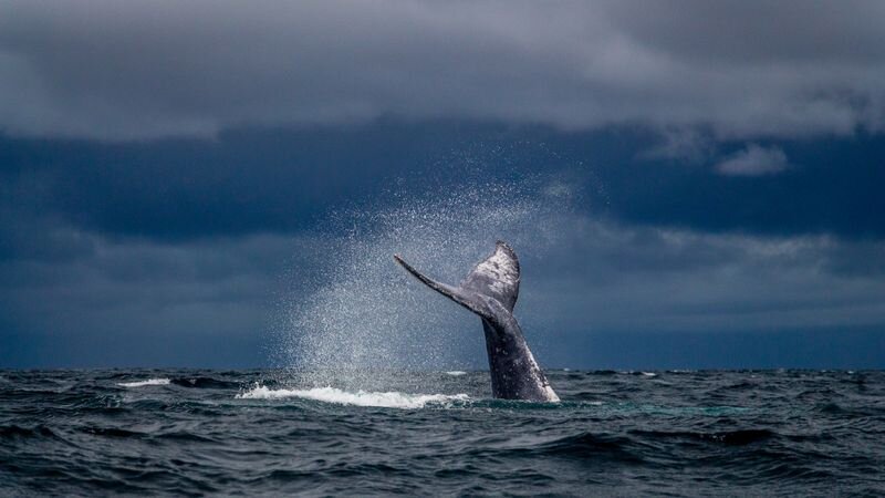 Maui Whale Watching Season 2026