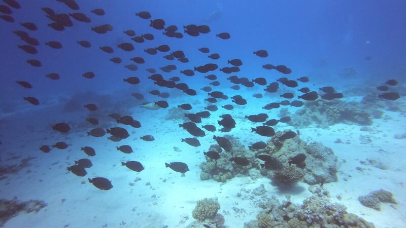 Best Snorkeling Spots in Hawaii: Molokini, Hanauma Bay, Kealakekua Bay &