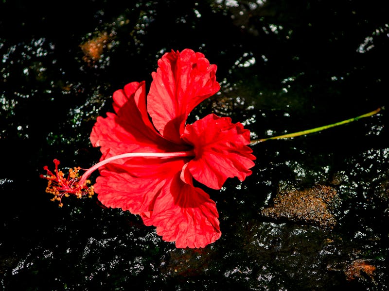 Hawaiian hibiscus